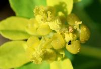 Euphorbia flavicoma subsp. occidentalis