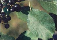 Rhamnus cathartica