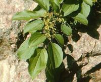 Rhamnus cathartica