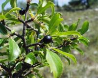 Rhamnus saxatilis subsp. saxatilis