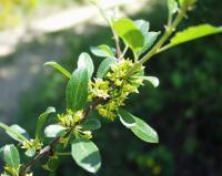 Rhamnus saxatilis subsp. saxatilis