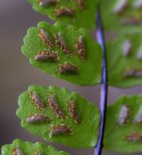 Asplenium trichomanes