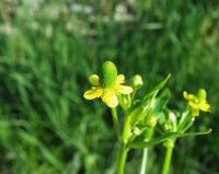 Ranunculus sceleratus