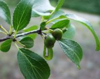 Rhamnus saxatilis subsp. saxatilis