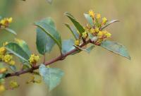 Rhamnus alaternus