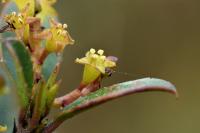 Rhamnus alaternus