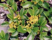 Rhamnus pumila