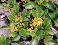 Rhamnus pumila