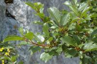 Rhamnus alpina subsp alpina