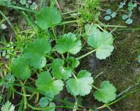 Ranunculus sceleratus