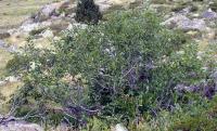 Rhamnus alpina subsp alpina