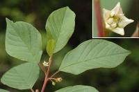 Frangula alnus subsp. alnus