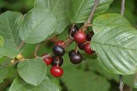 Frangula alnus subsp. alnus