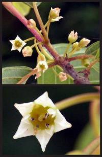 Frangula alnus subsp. alnus