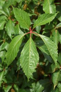 Parthenocissus tricuspidata