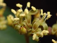 Parthenocissus tricuspidata