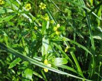 Ranunculus sceleratus