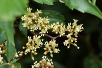 Parthenocissus tricuspidata