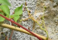 Parthenocissus quinquefolia