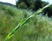 Linum maritimum