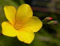 Linum maritimum