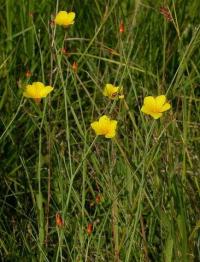 Linum maritimum