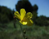 Linum maritimum