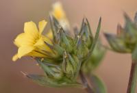 Linum strictum