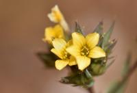 Linum strictum