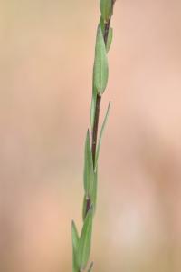 Linum strictum