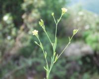 linum trigynum