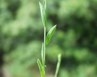 linum trigynum