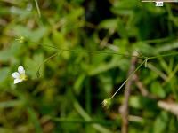 Linum catharticum