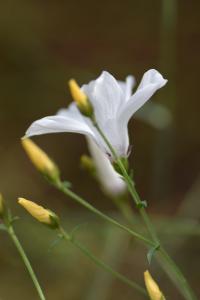 Linum suffruticosum subsp. appressum