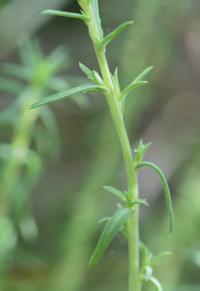 Linum suffruticosum subsp. appressum