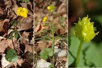 Ranunculus auricomus