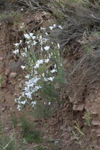 Linum suffruticosum subsp. appressum