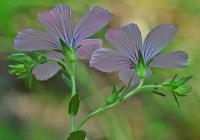 Linum viscosum