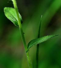 Linum viscosum