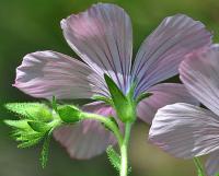 Linum viscosum