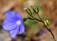 Linum narbonense