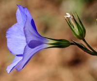 Linum narbonense