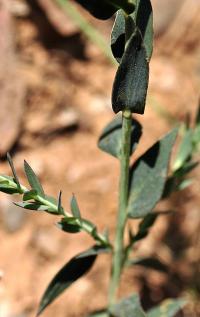 Linum narbonense