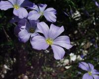 Linum alpinum