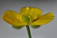 Ranunculus acris