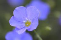 Linum alpinum