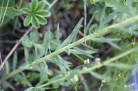 Linum alpinum