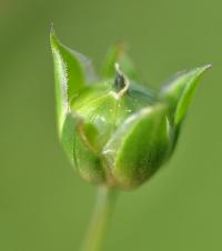 Linum bienne