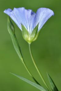 Linum bienne