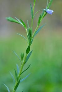 Linum bienne Linum bienne